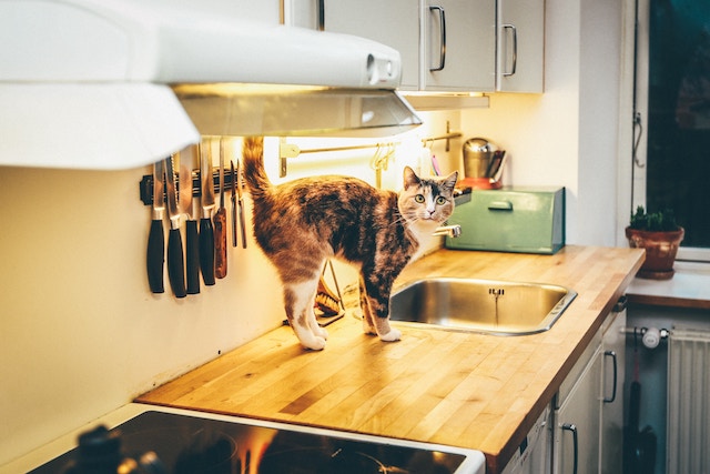 猫がストレスによってキッチンで何かをしている