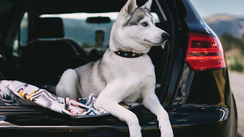犬が車に乗ると吠える?嫌がる犬に試したい7つの方法のアイキャッチ画像