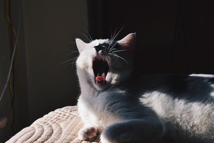 cat-yawn