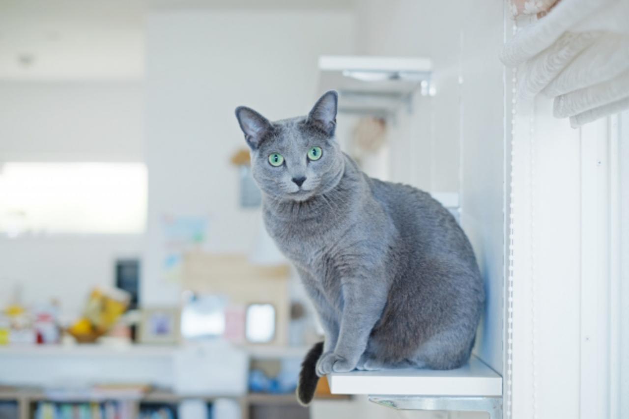 猫の青の御三家とは？比較＆紹介！ - CHERIEE あにまるマガジン