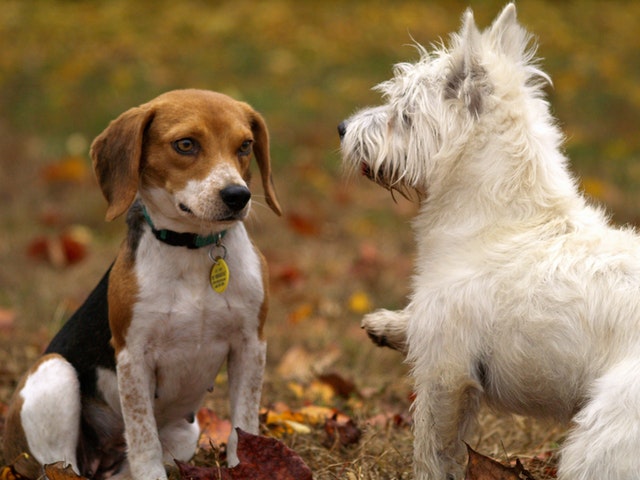 犬同士が会話する光景