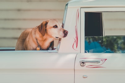 保護団体から犬猫を譲渡してもらうためにすべきこと５つのアイキャッチ画像