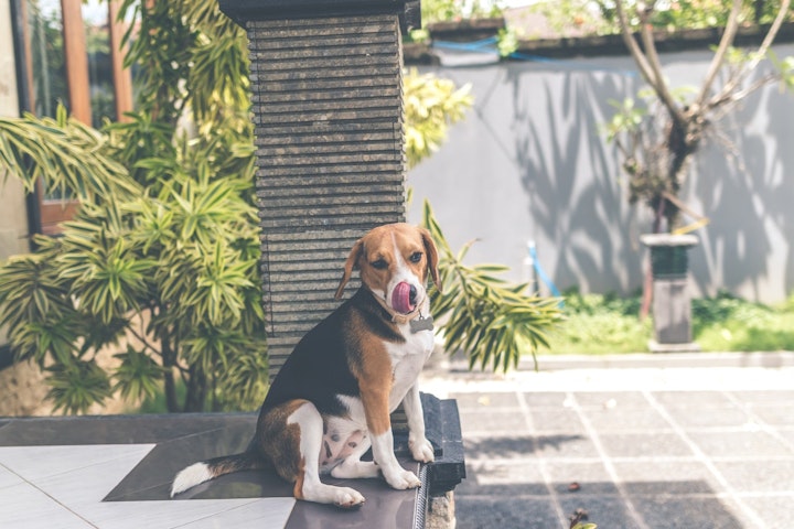 我が家に来た犬