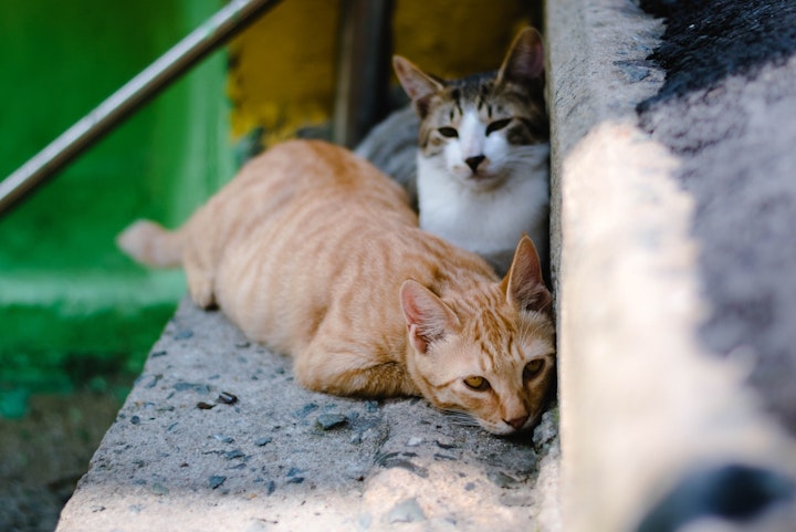 屋外の野良猫階段でうずくまる