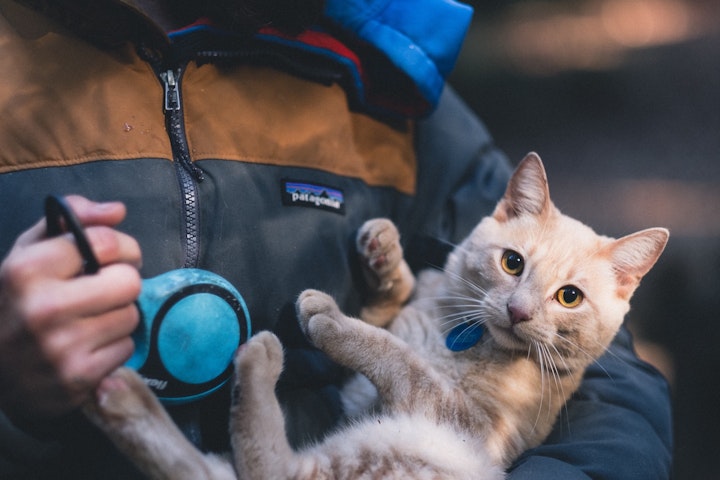 抱っこされてる猫