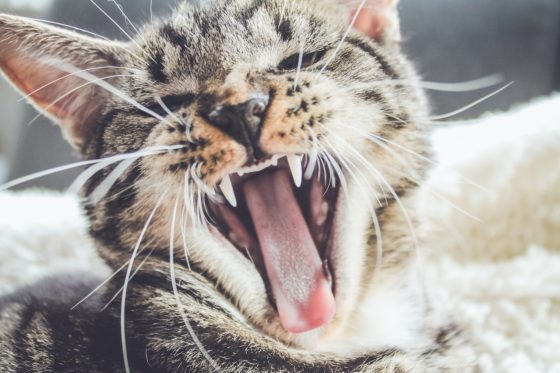 あくびして牙の出た猫