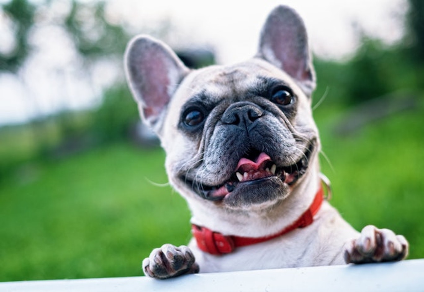 いくつ知ってる 珍しい犬種7選 シェリー ペットの幸せを一緒に考える いくつ知ってる 珍しい犬種7選 シェリー ペットの幸せを一緒に考える