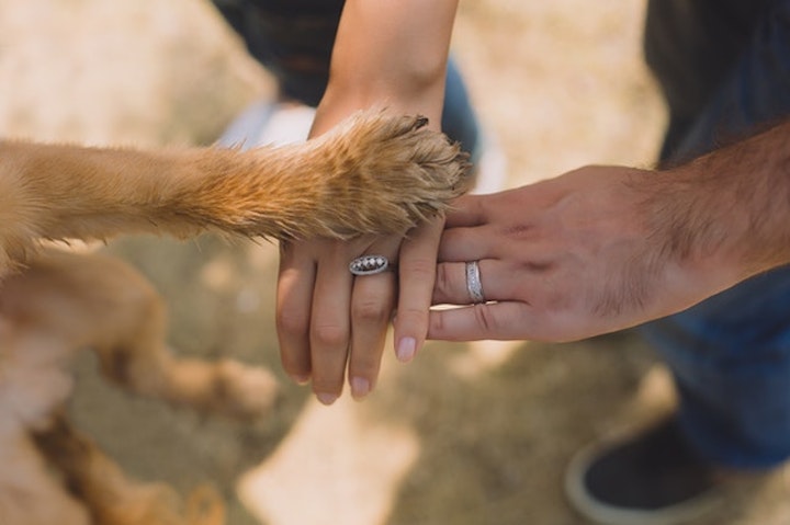 犬の手、人の手