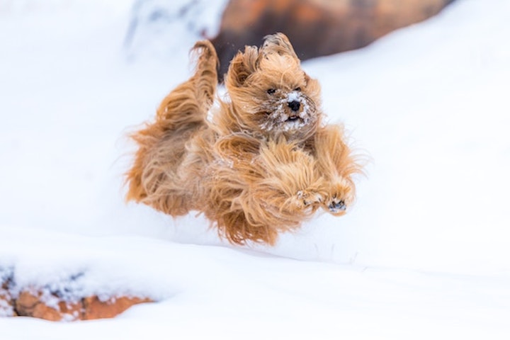 犬が雪の中を全力疾走