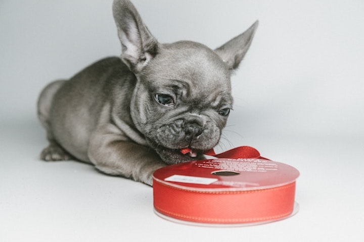 犬がリボンを食べている