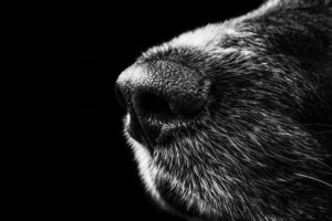 dog-snout