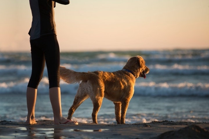 朝方、犬と海