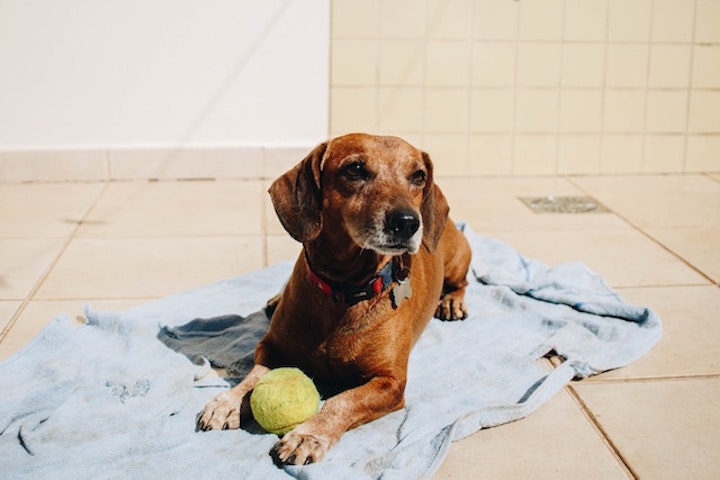 ボールを持って日に当たる犬