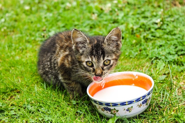 保護した野良猫の里親探し。里親募集のルート４つのアイキャッチ画像