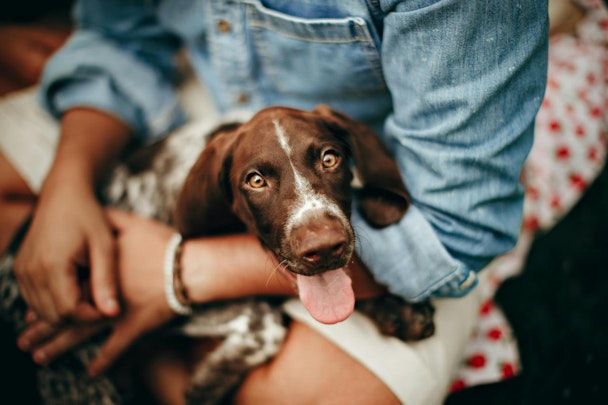 保健所や動物愛護団体から犬を譲り受けるときに知っておきたいことのアイキャッチ画像