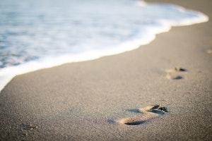 ビーチ,同伴,海,海水浴場,犬,犬連れ,関西