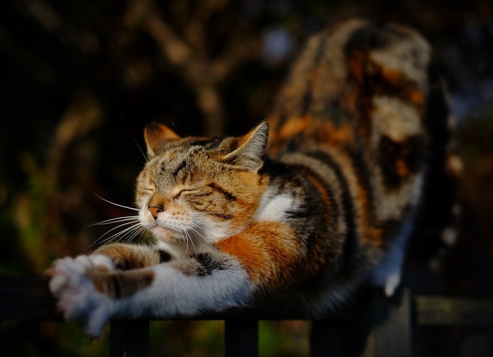 のびする猫