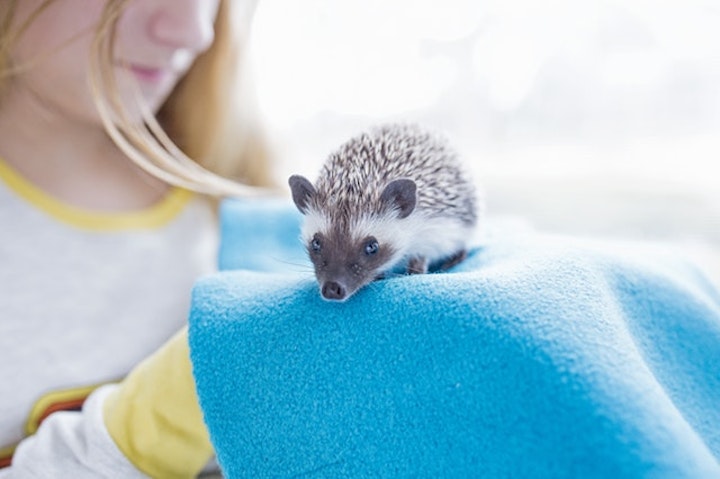 ハリネズミが飼いたい！知っておくべき７つの知識【生態編】 - CHERIEE あにまるマガジン