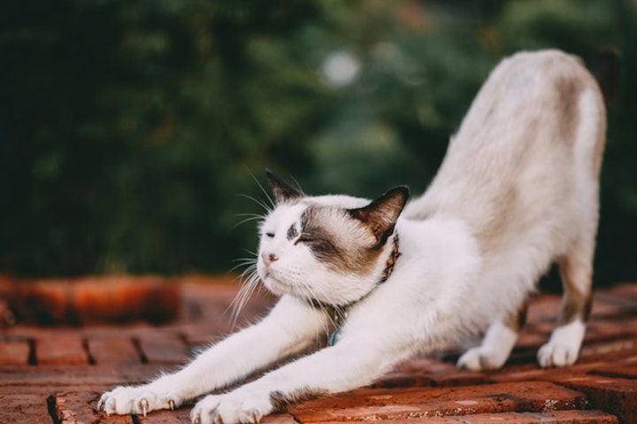 yoga