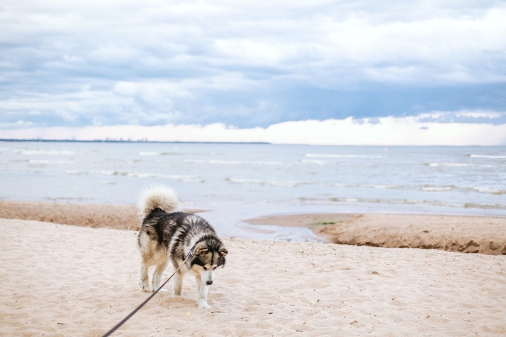 犬,海,ビーチ,お出かけ,注意点