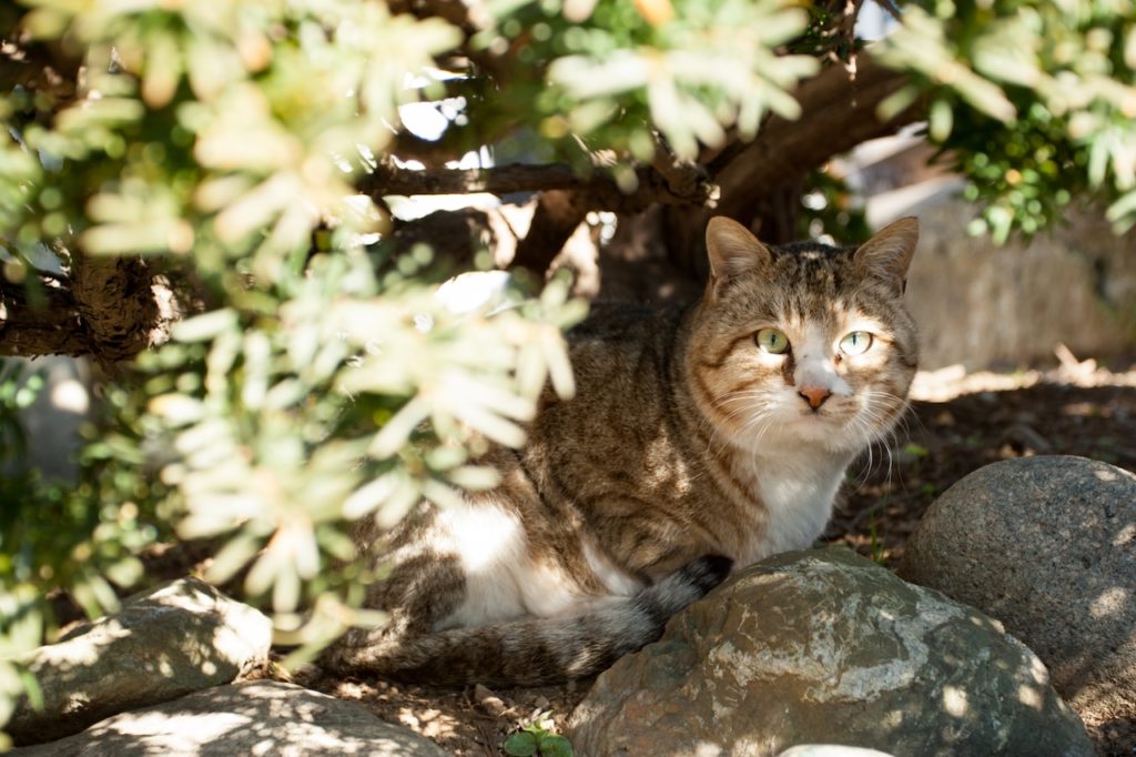 木陰に佇みこちらを見つめる猫