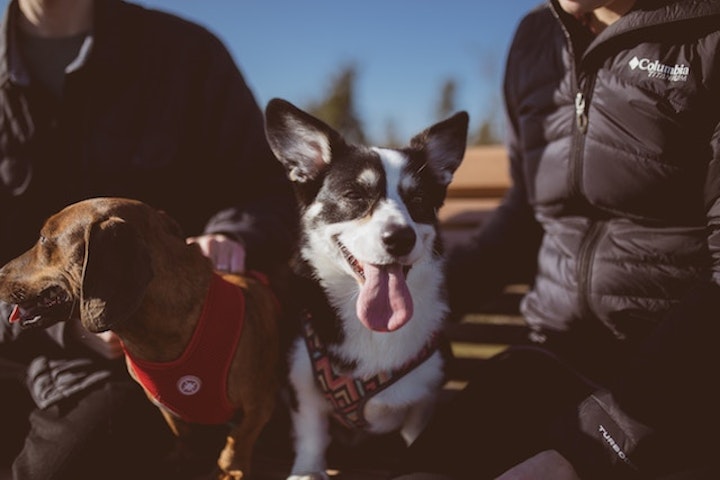 dog travel