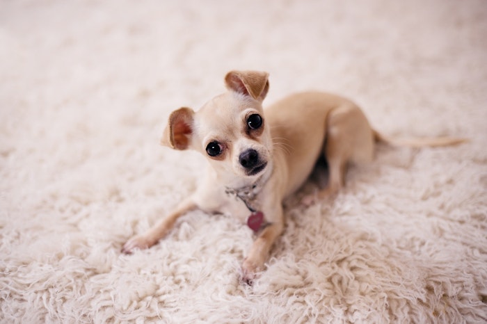 犬のタオルの臭いとおさらば 上手な洗濯の4つのポイントとは シェリー ペットの幸せを一緒に考える 犬のタオルの臭いとおさらば 上手な洗濯の4つのポイントとは シェリー ペットの幸せを一緒に考える