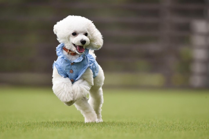 アニメ,クレしん,クレヨンしんちゃん,シロ,しんちゃん,ペット,小型犬,犬種,白,紹介,考察,野原家