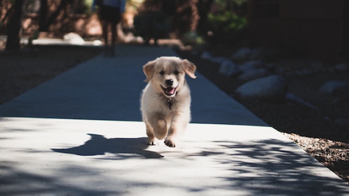 走っている犬