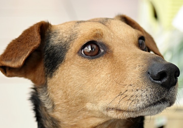 口を真っ直ぐ閉じている犬