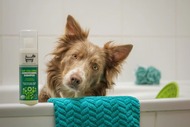 犬のシャンプー後に自然乾燥はNG。ドライヤーの方法・コツを伝授！のアイキャッチ画像