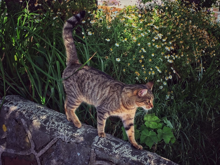 植え込みを歩く猫