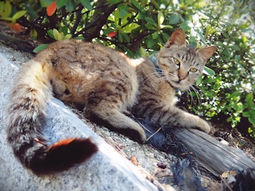 猫のものぐさ感情表現?よく見られる尻尾のボディランゲージ7つのアイキャッチ画像