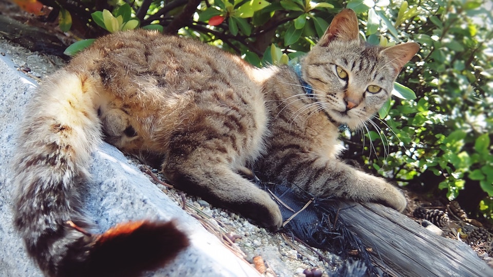 猫のものぐさ感情表現?よく見られる尻尾のボディランゲージ7つ