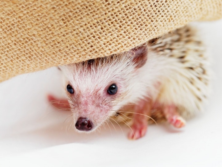 ハリネズミを飼いたい！知っておくべき知識【選び方編】 - CHERIEE あにまるマガジン