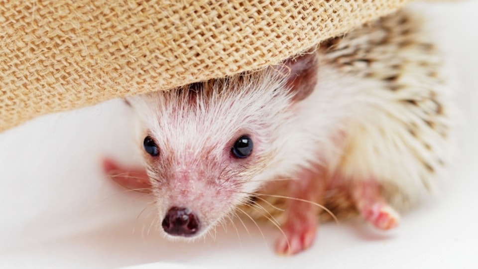 ハリネズミを飼いたい!知っておくべき知識【選び方編】