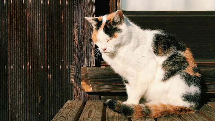 三毛猫って何者?知っているようで知らない三毛猫の事実と遺伝学!のアイキャッチ画像