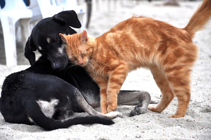 犬に頬ずりする茶トラ猫