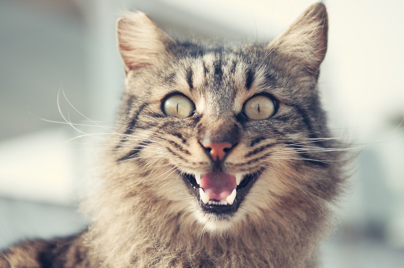 猫の気持ちがわかる 機嫌が悪いサイン 攻撃的なボディランゲージ シェリー ペットの幸せを一緒に考える