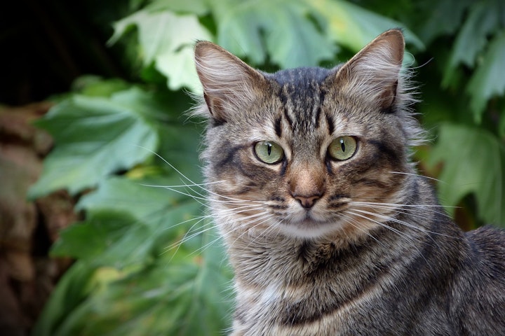 屋外、まっすぐこちらを見つめる猫