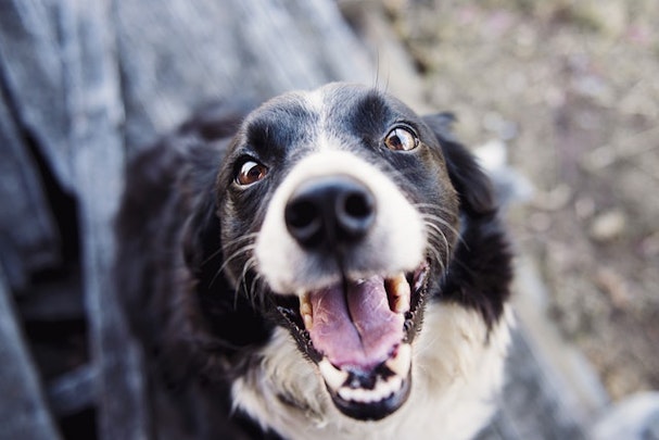 なんと発見率はほぼ100%！？「がん探知犬」とは。のアイキャッチ画像