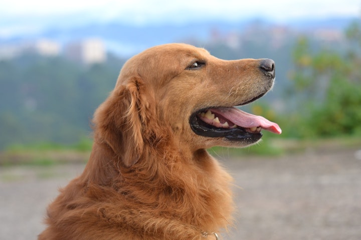 介助犬