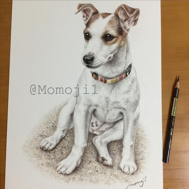 momojisan_dogportrait9