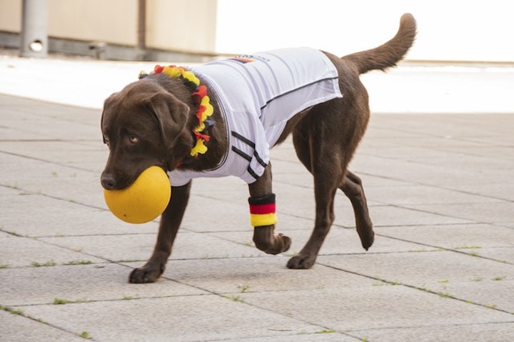 ボール咥えた犬