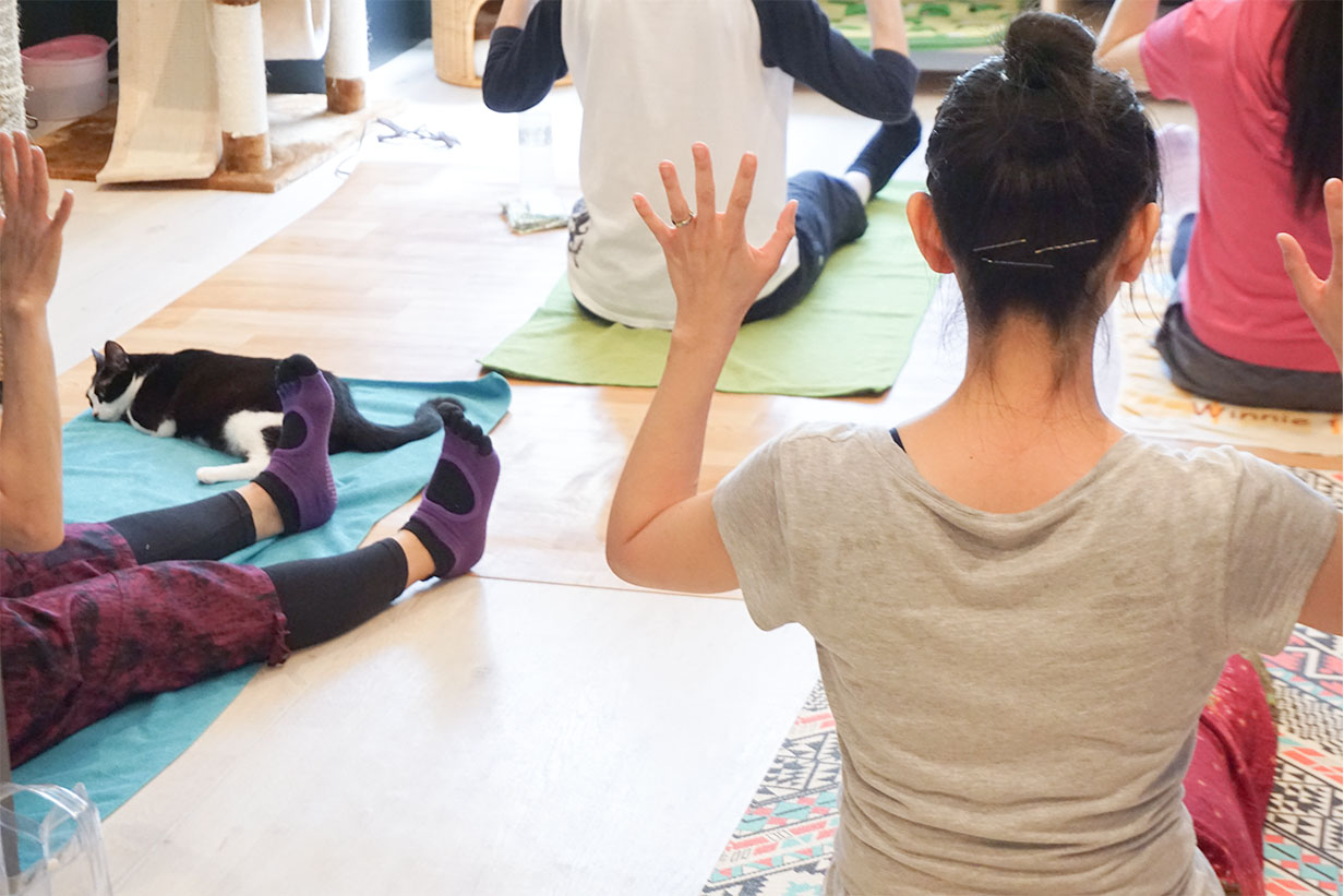保護猫の支援をしながら自分もキレイになれる「ネコヨガ」ってなに？