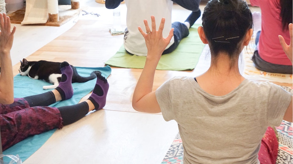 保護猫の支援をしながら自分もキレイになれる「ネコヨガ」ってなに?