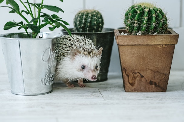 【2026年最新】東京のハリネズミカフェおすすめBEST7を徹底比較!のアイキャッチ画像