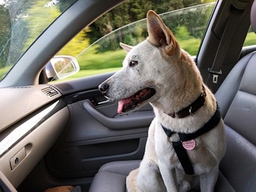 車内の犬の臭いにサヨナラ!臭いを断ち切る消臭方法3点のアイキャッチ画像