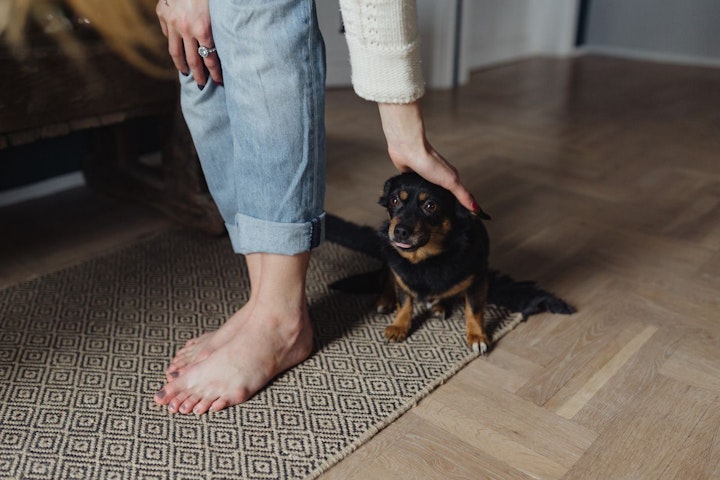 人に頭をなでられる犬