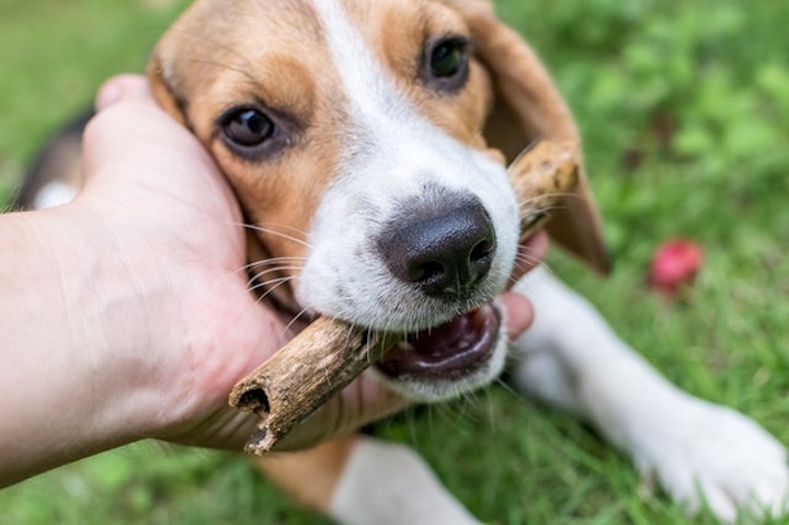 犬　早食い　理由